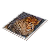 ライオン タイル (側面)