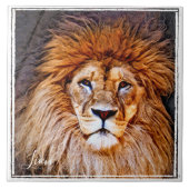 ライオン タイル (正面)