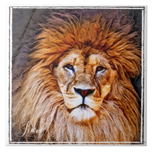 ライオン タイル (正面)