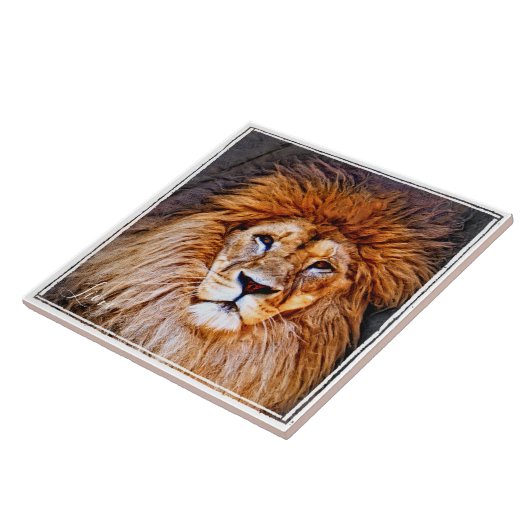 ライオン タイル (側面)