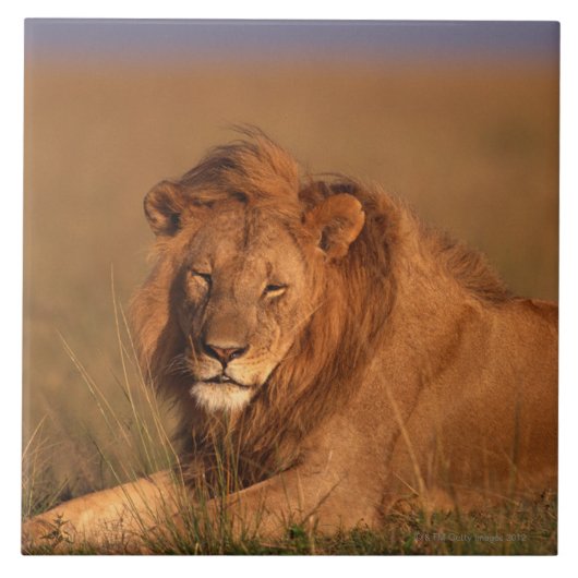 ライオン タイル (正面)