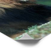 ライオン（パンテラレオ）が口を開いているのを見る ポスター (角)