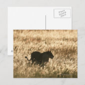 ライオン（パンテラレオ）は長い草の中でシルエットになった ポストカード (正面/裏面)