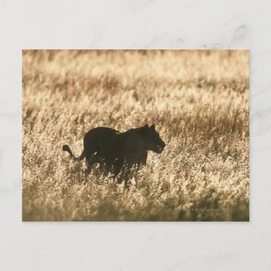 ライオン（パンテラレオ）は長い草の中でシルエットになった ポストカード (正面)