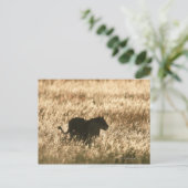 ライオン（パンテラレオ）は長い草の中でシルエットになった ポストカード (スタンド正面)