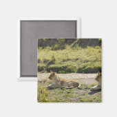 ライオン（パンテラレオ）、2人の若い雌ライオン、政井 マグネット (正面/裏面)