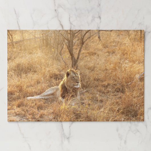 ライオン ペーパーパッド (正面)