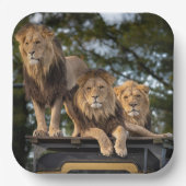 ライオン ペーパープレート (正面)