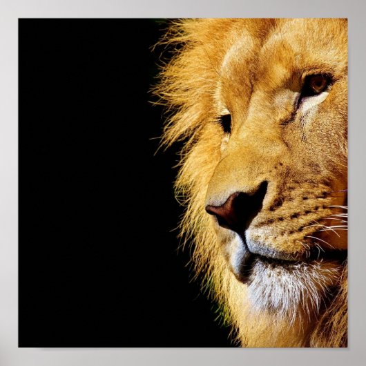 ライオン ポスター (正面)