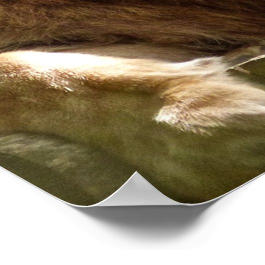 ライオン ポスター (角)