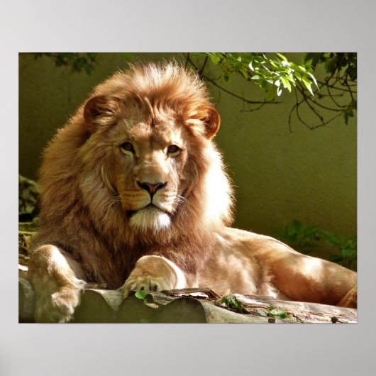 ライオン ポスター (正面)
