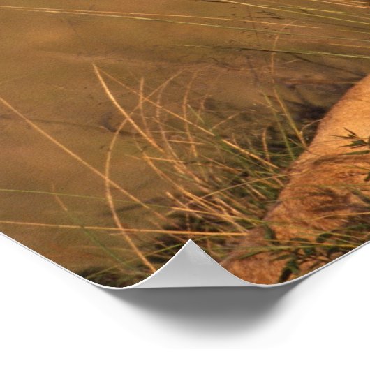 ライオン ポスター (角)