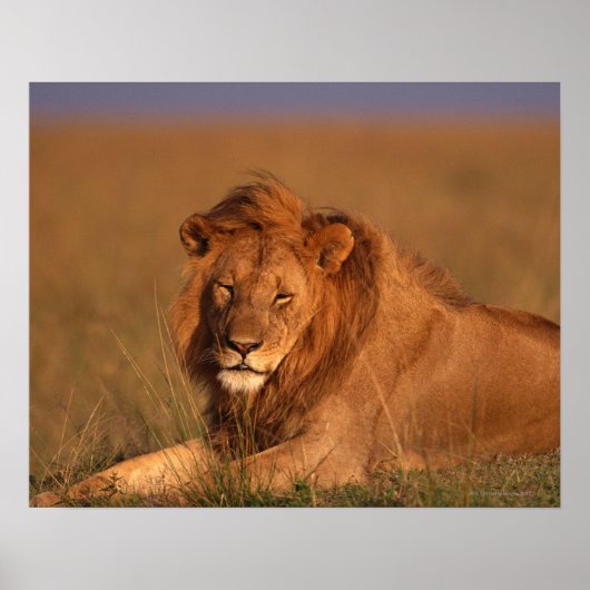 ライオン ポスター (正面)