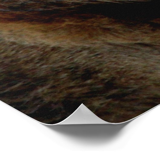 ライオン ポスター (角)