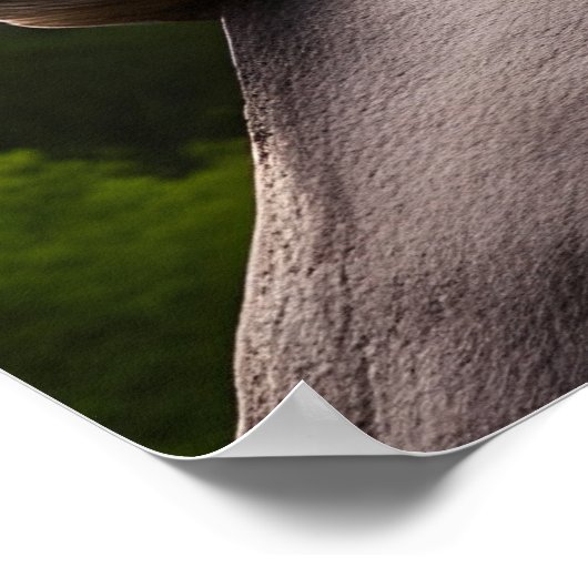 ライオン ポスター (角)