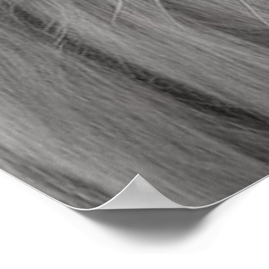 ライオン ポスター (角)