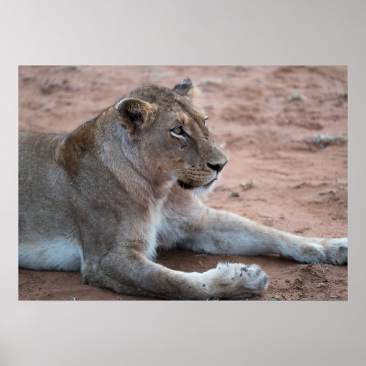 ライオン ポスター (正面)
