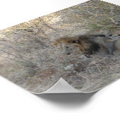 ライオン ポスター (角)