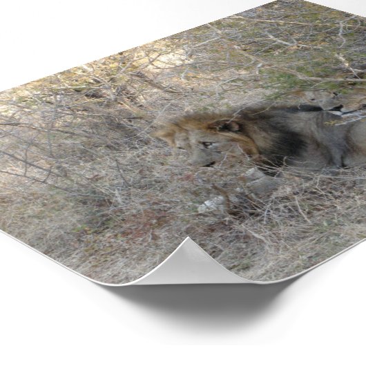 ライオン ポスター (角)