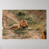 ライオン ポスター (正面)