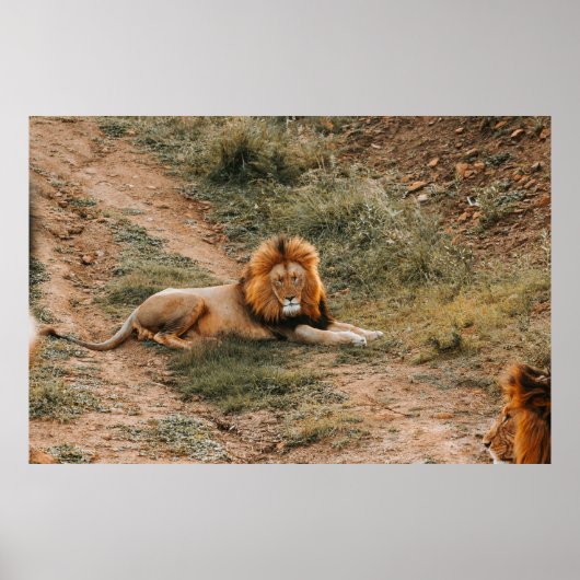 ライオン ポスター (正面)