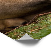 ライオン ポスター (角)