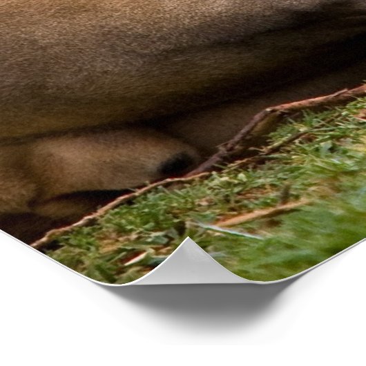 ライオン ポスター (角)