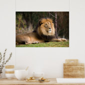 ライオン ポスター (キッチン)