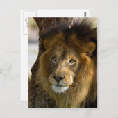 ライオン ポストカード (正面/裏面)