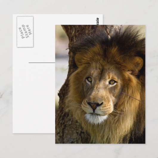 ライオン ポストカード (正面/裏面)
