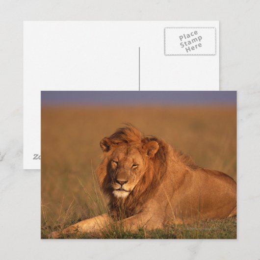 ライオン ポストカード (正面/裏面)