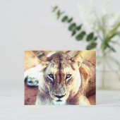 ライオン ポストカード (スタンド正面)