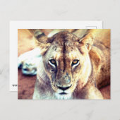 ライオン ポストカード (正面/裏面)