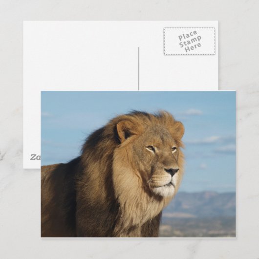 ライオン ポストカード (正面/裏面)
