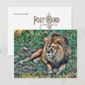 ライオン ポストカード (正面/裏面)