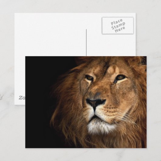 ライオン ポストカード (正面/裏面)