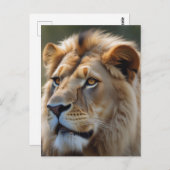 ライオン ポストカード (正面/裏面)