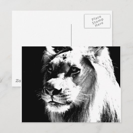 ライオン ポストカード (正面/裏面)