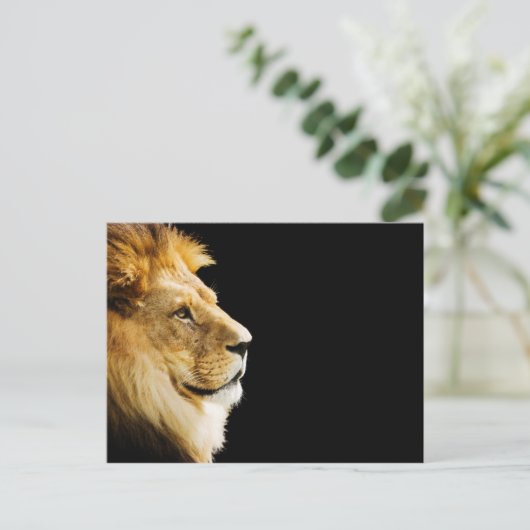 ライオン ポストカード (スタンド正面)