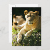 ライオン ポストカード (正面/裏面)