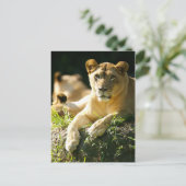 ライオン ポストカード (スタンド正面)