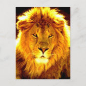 ライオン ポストカード (正面)