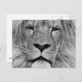 ライオン ポストカード (正面/裏面)