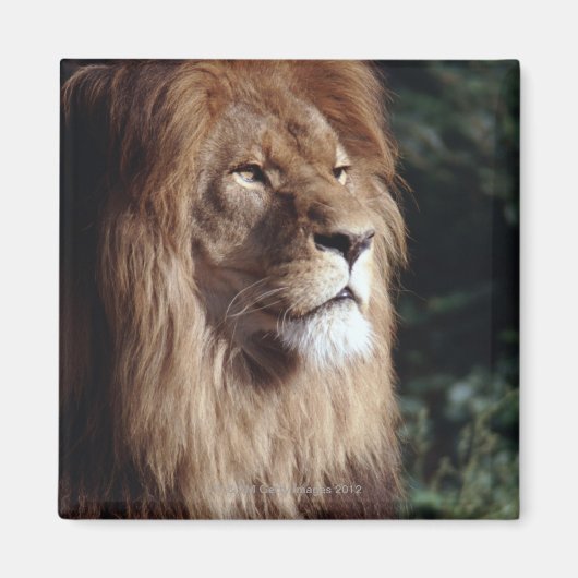 ライオン マグネット (正面)