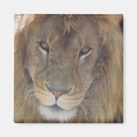 ライオン マグネット (正面)