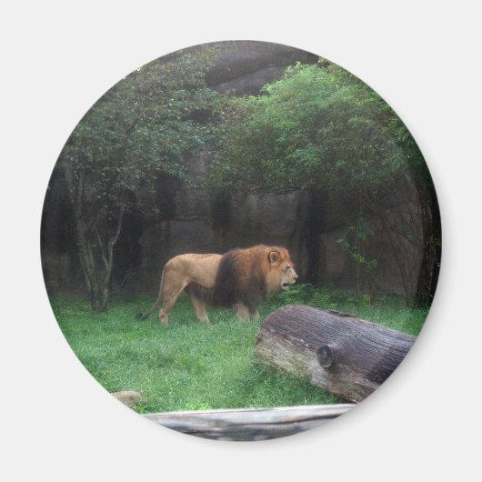 ライオン マグネット (正面)