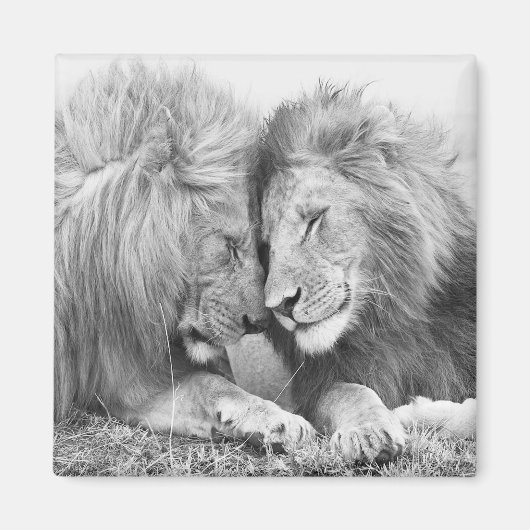 ライオン マグネット (正面)