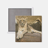 ライオン マグネット (正面/裏面)