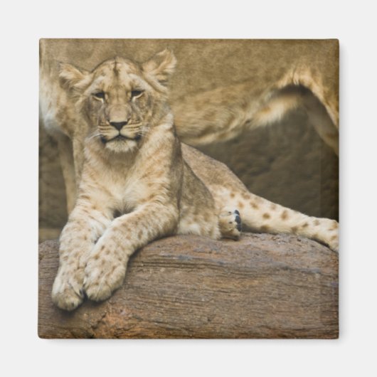 ライオン マグネット (正面)