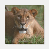 ライオン マグネット (正面)